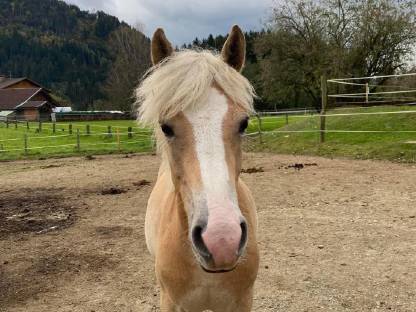 Haflinger Hengstfohlen