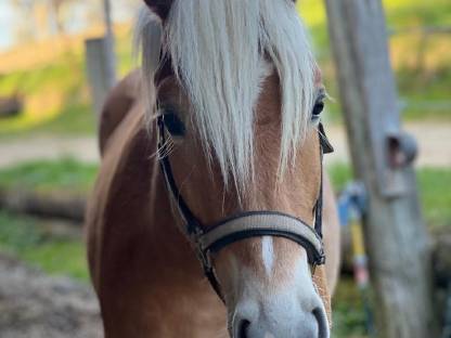 Schicker 2,5-jähriger Haflinger Wallach