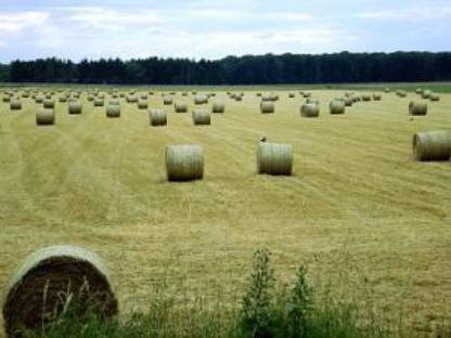 Rundballen Heu und Grumert