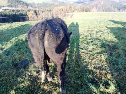 Verkaufe Bio-Weidestiere