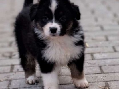 Australian Shepherd Welpen