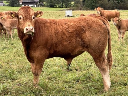 Biologische Limousinstiere und Limousinkalbinnen