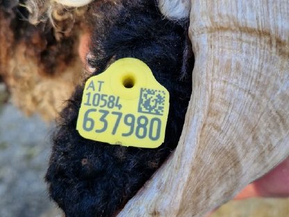 Bild 4:Walliser Schwarznasen Auen und Widder