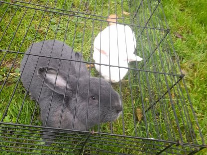 Bild 2:Hasen und Meerschweinchen