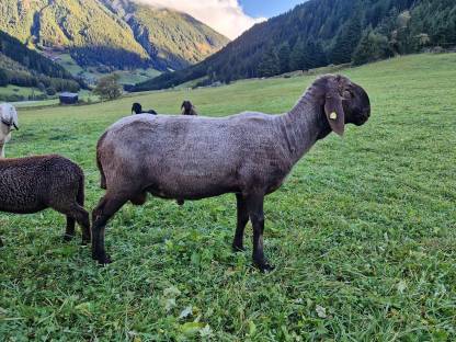 Brauner Bergschaf-Widder