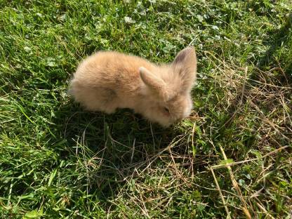 Hasen Löwenkopfkaninchen