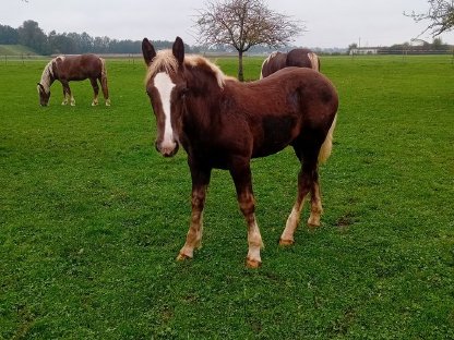 Noriker Hengstfohlen