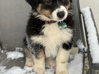 Australian Shepherd mit Ahnentafel