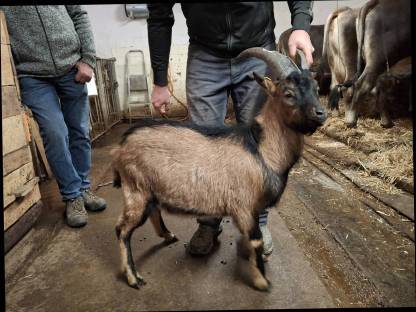 Bergziegenbock