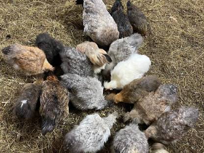 Gockerl Hahn, Zwergseidenhuhn (Silkies) Hühner