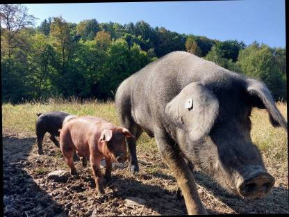 Bild 3:Frischfleisch vom Freilandschwein