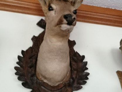 Bild 2:Jagdtrophäen wegen Todesfall zu verkaufen