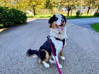 Australian Shepherd, w. 10 Mon, stubenrein sucht Landwirt/in