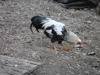 Hahn Dt. Buschhuhn gesprenkelt