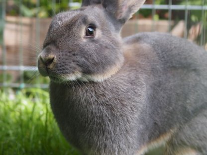 Perlfeh Kaninchen