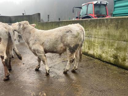 Charolais Stier