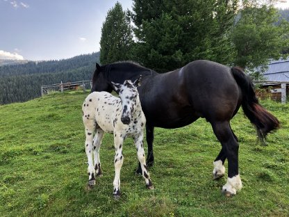 Almplätze, Weideplätze für Pferde