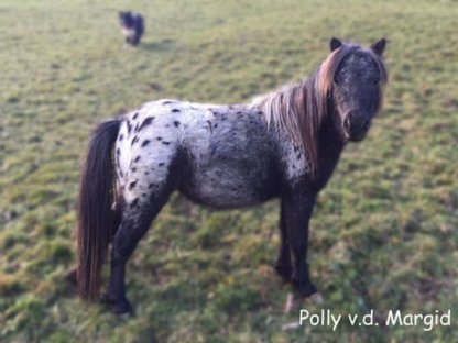 Rarität - Traumhafte tragende Mini-Appaloosa Stute zur Abgabe