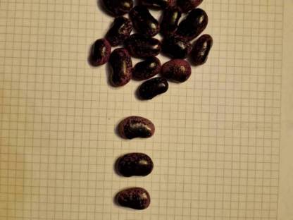 Bild 4:Stangenbohnen