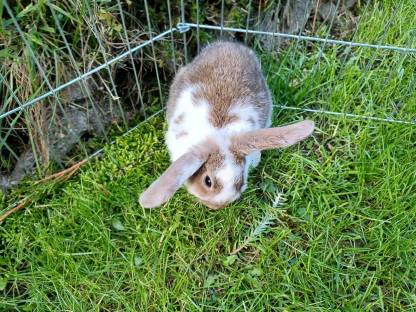 Zwergwidder Kaninchen