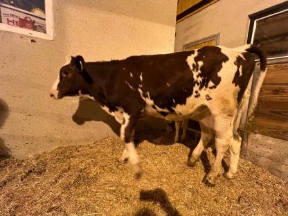 Red Holstein 7 Monate