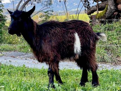 Walliser Schwarzhalsziege Mischling