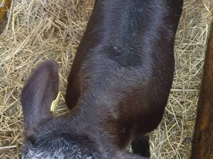 Weißblauer Belgier Stierkalb reserviert