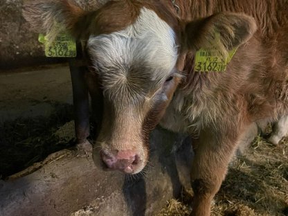 Fleckvieh-Limousin Stierkalb zu verkaufen