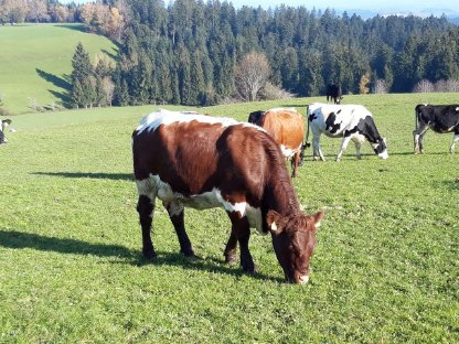 Org. Pinzgauer Frischmelk-Kuh mit Abstammung