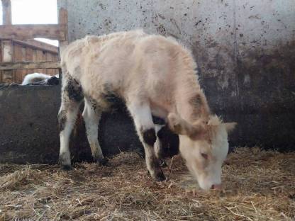 Verkaufe Einsteller Charolais, Pustertaler, Pinzgauer