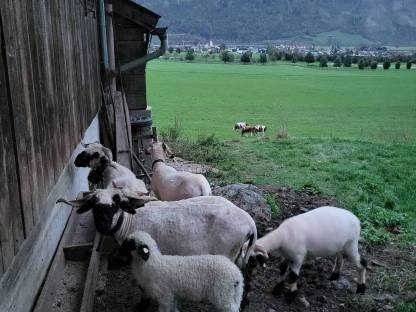 Verkaufe Walliserschwarznasenschaf mit Weiblichen Lamm