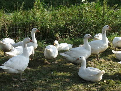 Bild 4:Weihnachtsganserl und Enten - ab Hof