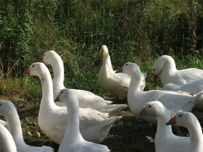 Bild 3:Weihnachtsganserl und Enten - ab Hof