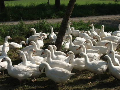 Bild 2:Weihnachtsganserl und Enten - ab Hof