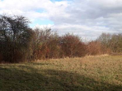 Bild 4:Landschaftspflege, Hecken, Energieholz und Bäume fällen