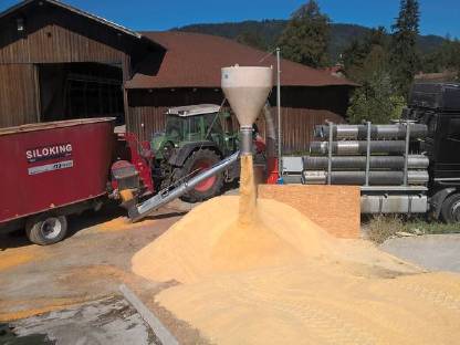 Bild 2:Mais CCM Lohnmusen