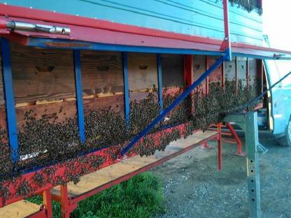 Bild 3:Natur Honig aus Kroatien