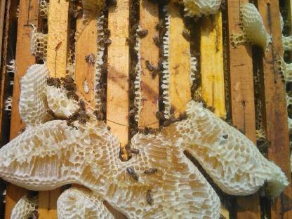 Bild 4:Natur Honig aus Kroatien