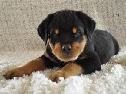 Rottweiler Welpe Rottweiler Welpe