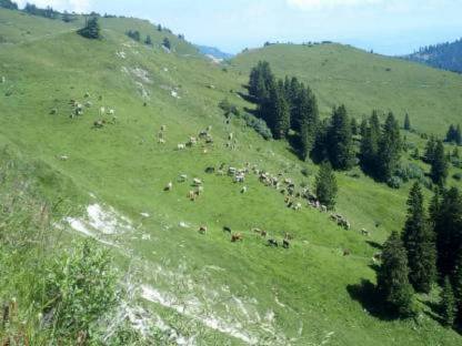 Wo macht dein Jungvieh Sommerfrische?