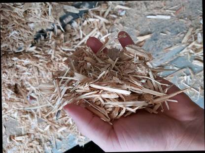 Bild 2:Biete Durchforstung/Holzschlägerung gratis gegen Brennholz