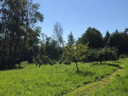 Bild 2:Wiesenfläche zu