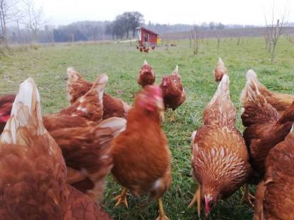 Bild 2:Freilandeier | Wiesen-Eier | Eier ab Hof