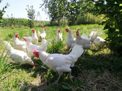 Bild 4:Freilandeier | Wiesen-Eier | Eier ab Hof