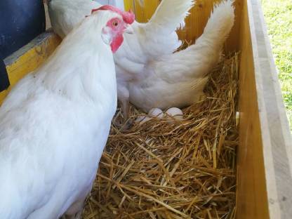 Bild 3:Freilandeier | Wiesen-Eier | Eier ab Hof