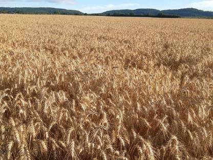 Suche landwirtschaftl. Pachtfläche, Acker, Grünland