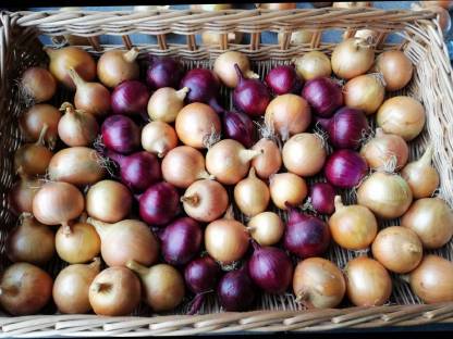 Bild 3:Zwiebeln, Gemüsezwiebeln, Speisezwiebelnweiß und rot
