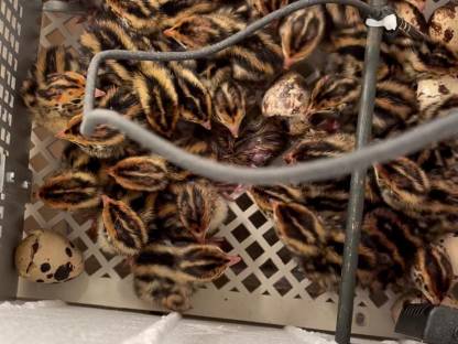 Bild 5:Wachteleier, Wachteln, Eier, Speiseeier, Bruteier