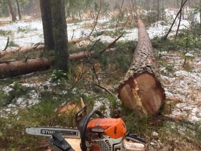 Bild 3:Biete Holzschlägerung