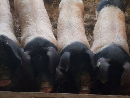 Schwäbisch-Hällische Bio-Ferkel